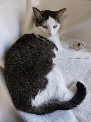 Lucky Girl, an adoptable Domestic Long Hair in Macedonia, OH, 44056 | Photo Image 2