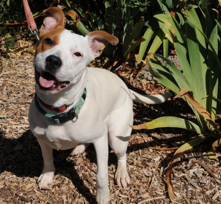 Zelda 2, an adoptable Staffordshire Bull Terrier Mix in Jamestown, CA_image-2