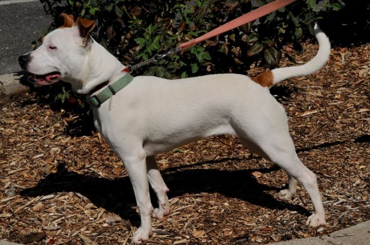 Zelda 2, an adoptable Staffordshire Bull Terrier Mix in Jamestown, CA_image-3