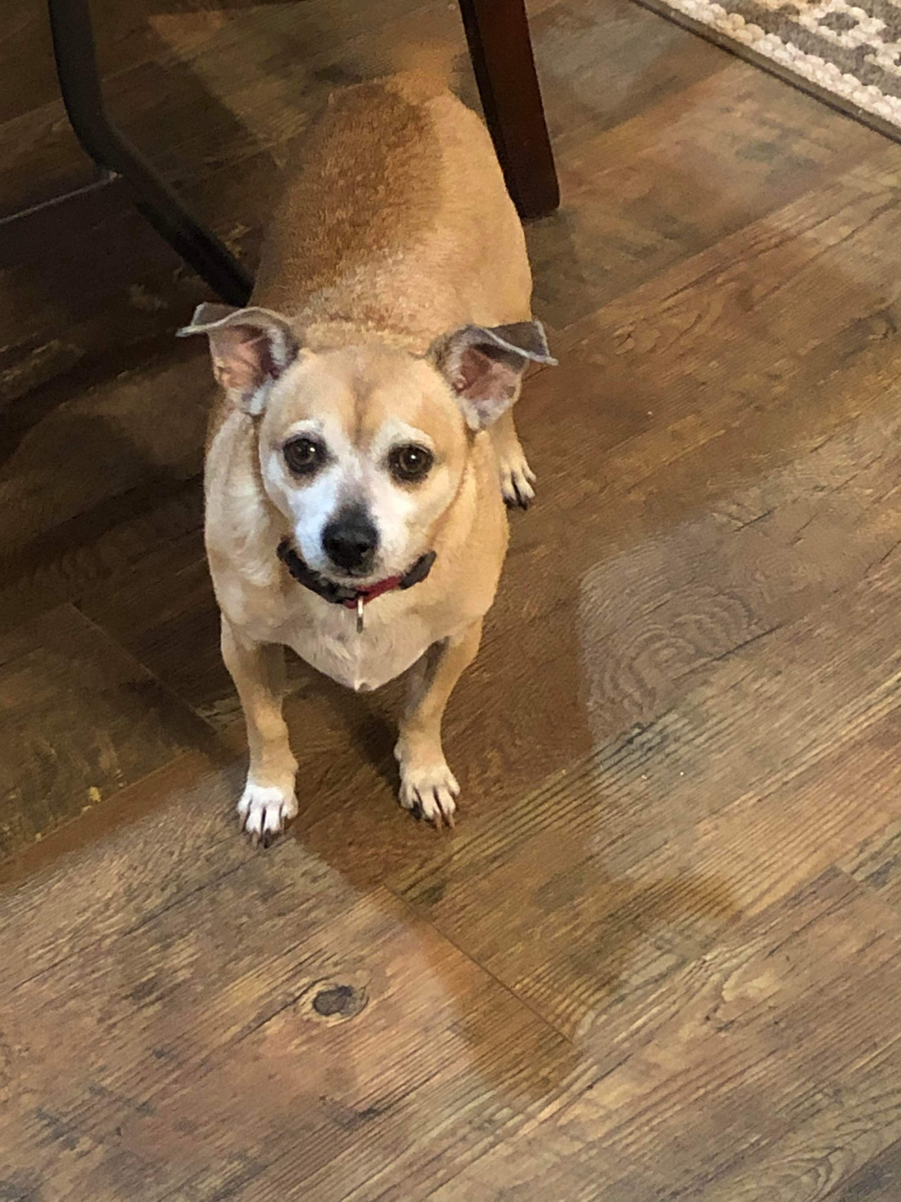 Frida, an adoptable Chihuahua in Grosse Pointe Park, MI, 48230 | Photo Image 4