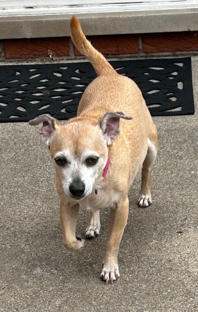 Frida, an adoptable Chihuahua in Grosse Pointe Park, MI, 48230 | Photo Image 5