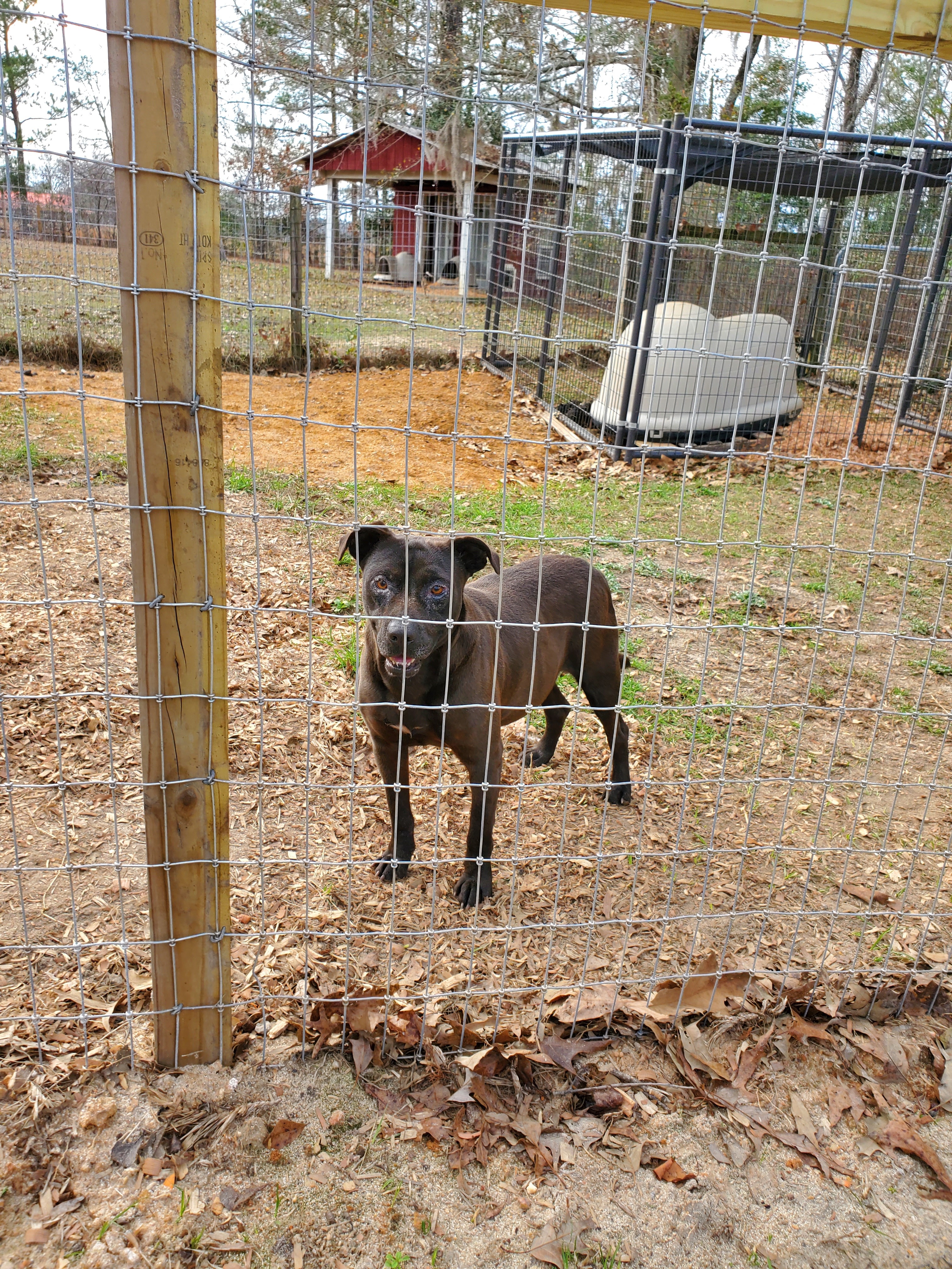 Pawley nicknamed Bat Man, an adoptable Black Labrador Retriever in Orangeburg, SC, 29116 | Photo Image 3