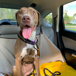 Jenney, an adoptable Weimaraner in Powell, OH, 43065 | Photo Image 2