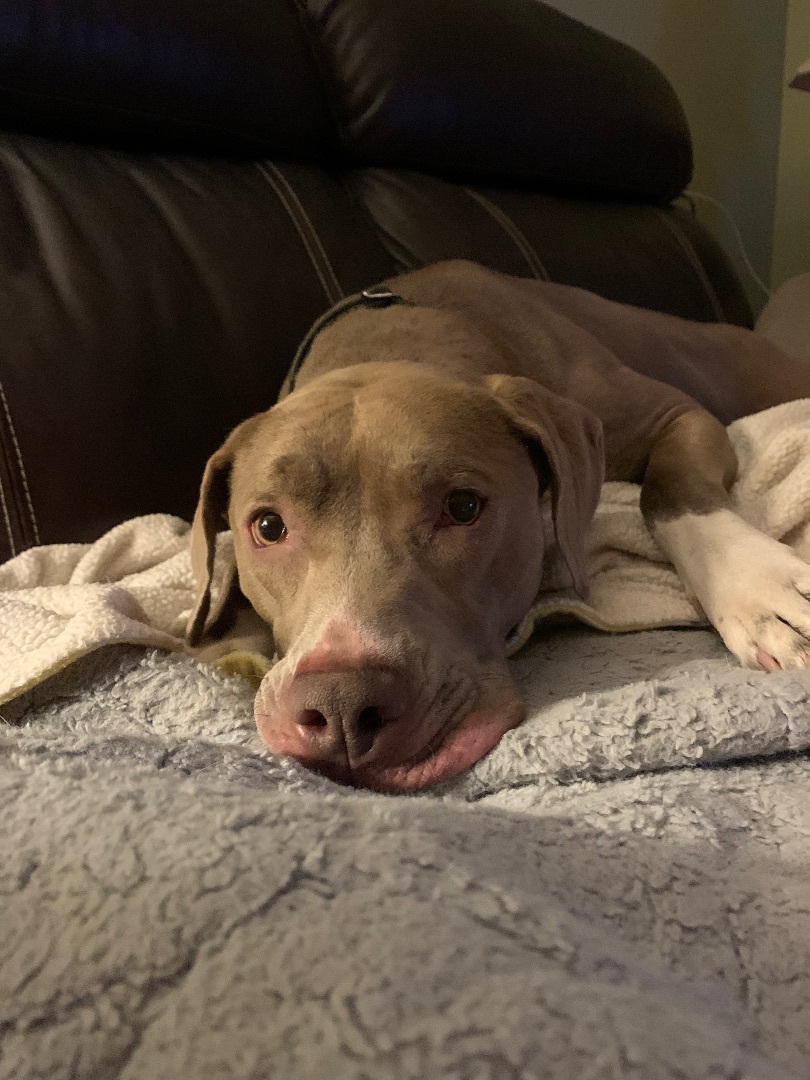 Jenney, an adoptable Weimaraner in Powell, OH, 43065 | Photo Image 3