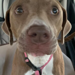 Jenney, an adoptable Weimaraner in Powell, OH, 43065 | Photo Image 4