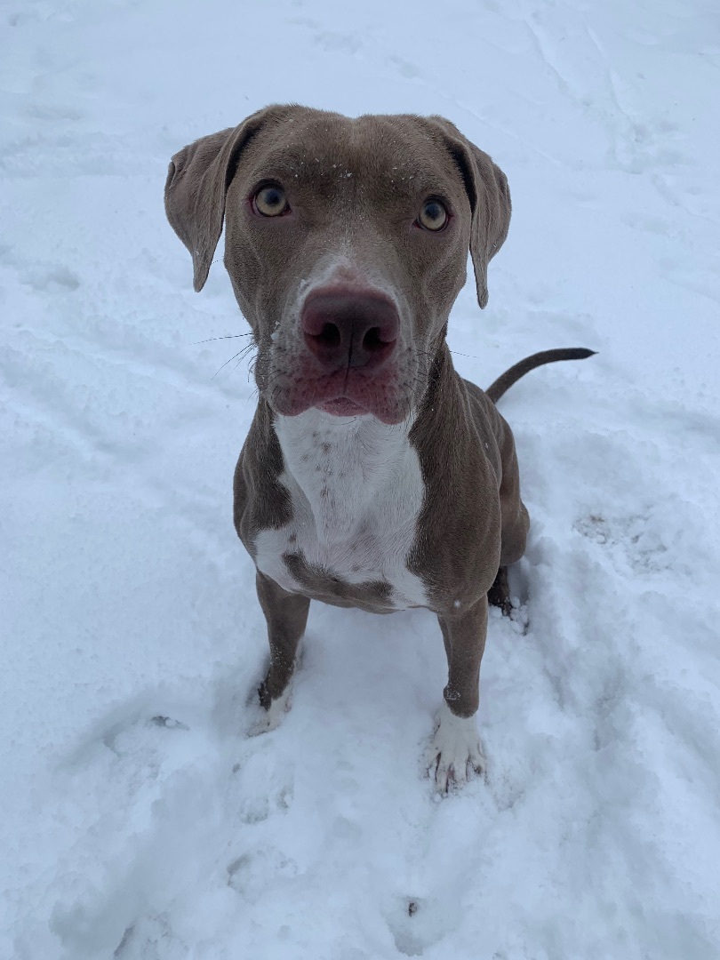 Jenney, an adoptable Weimaraner in Powell, OH, 43065 | Photo Image 6