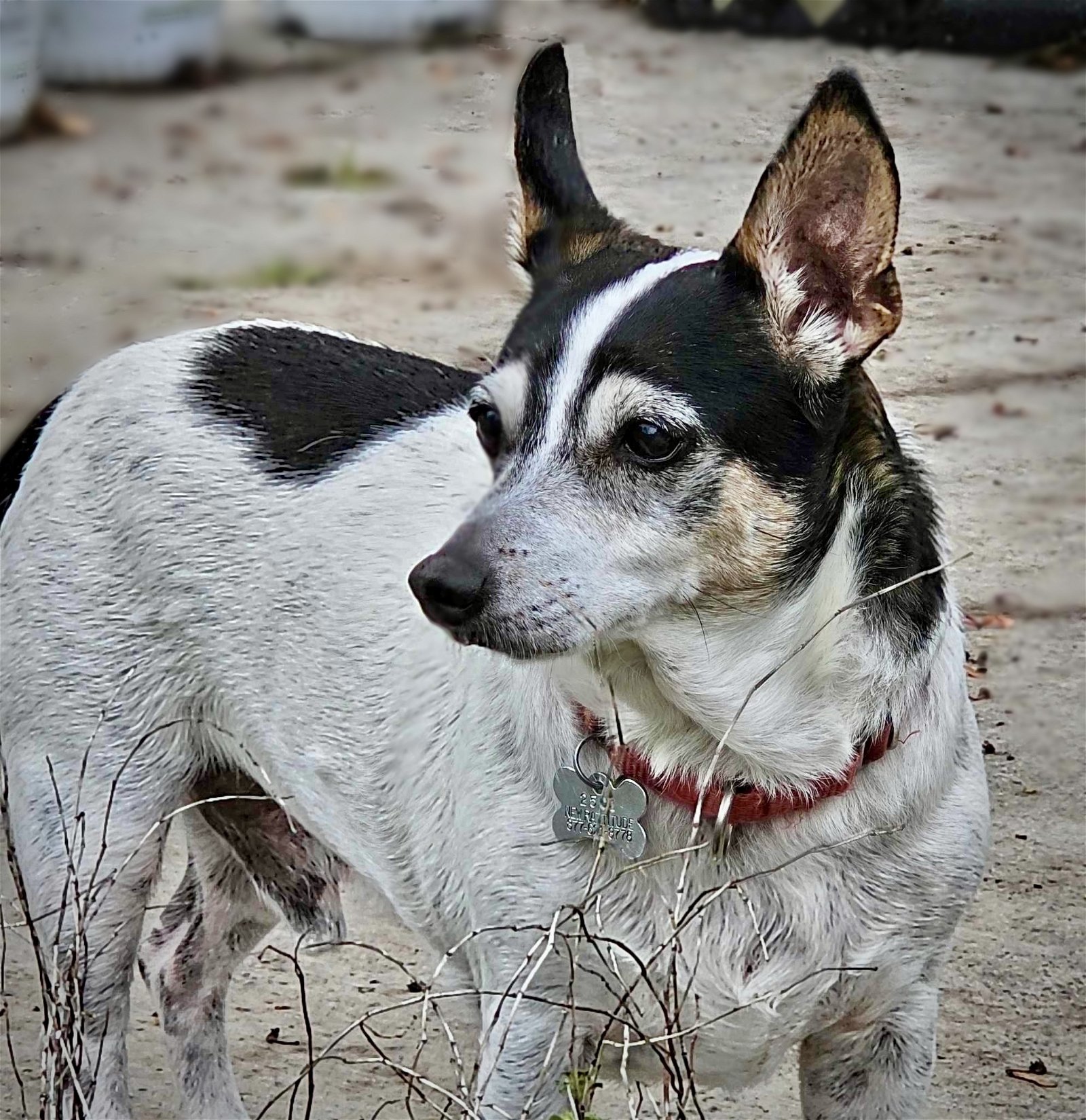 Eddie (GA), an adoptable Rat Terrier in Tyrone, GA, 30290 | Photo Image 1