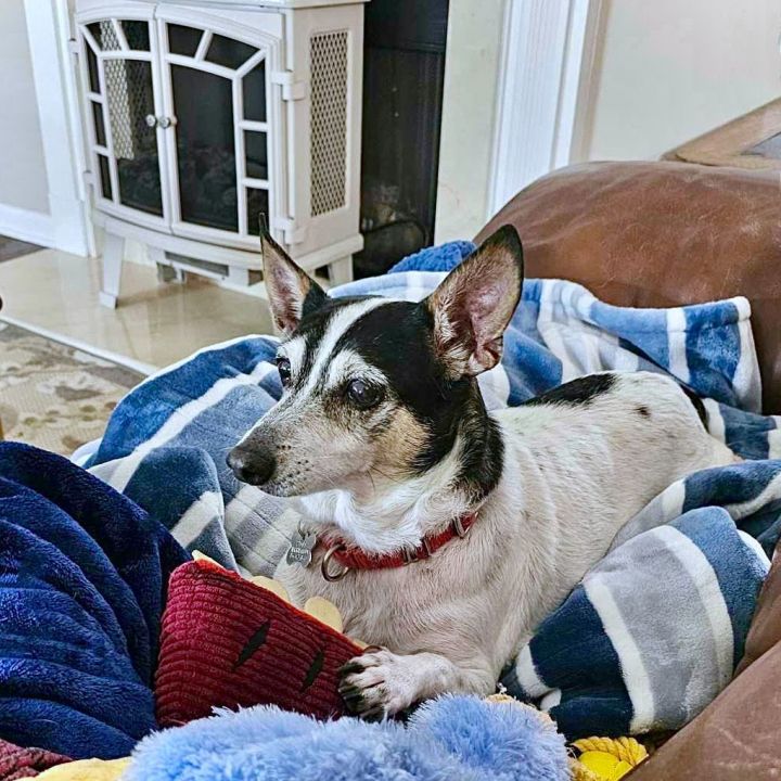 New rattitude store rat terrier rescue