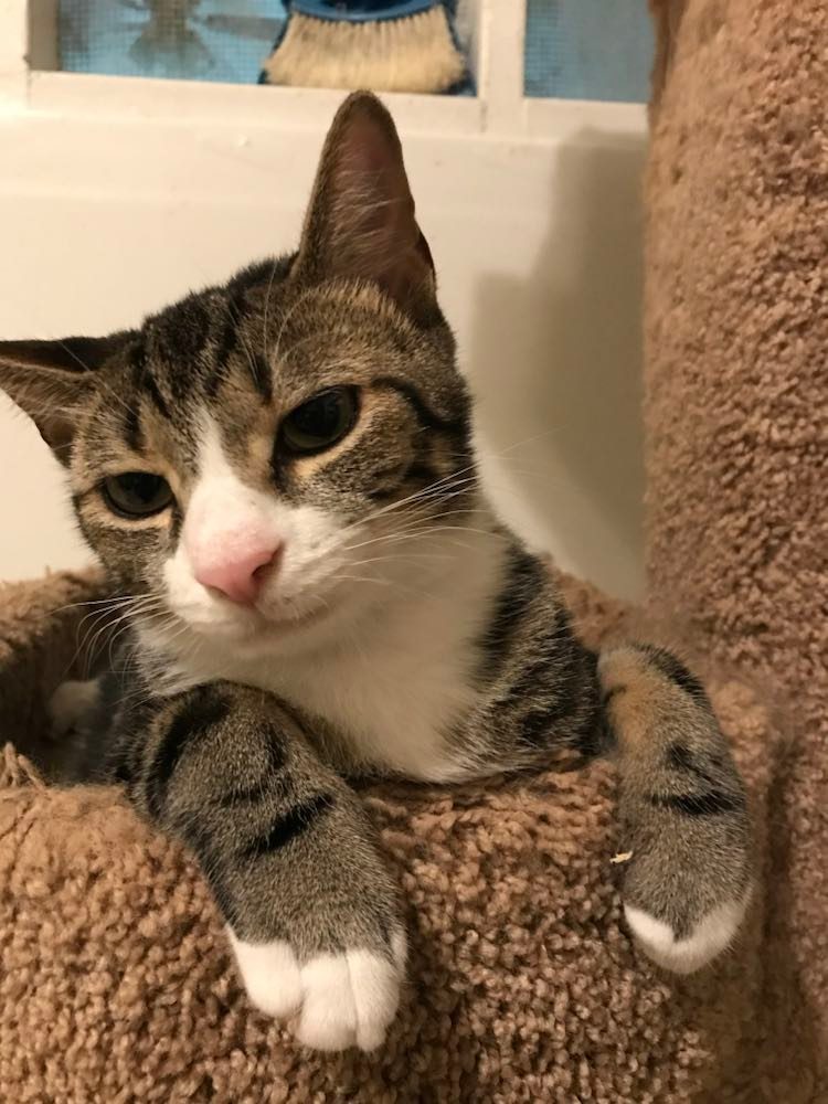 BROWNIE BOY, an adoptable Tabby in Capshaw, AL, 35742 | Photo Image 1