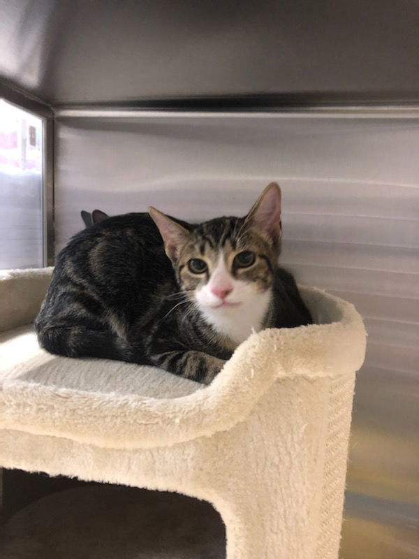 BROWNIE BOY, an adoptable Tabby in Capshaw, AL, 35742 | Photo Image 3