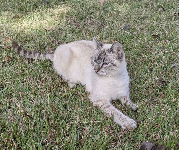 Elsa, an adoptable Siamese in Cantonment, FL_image-5