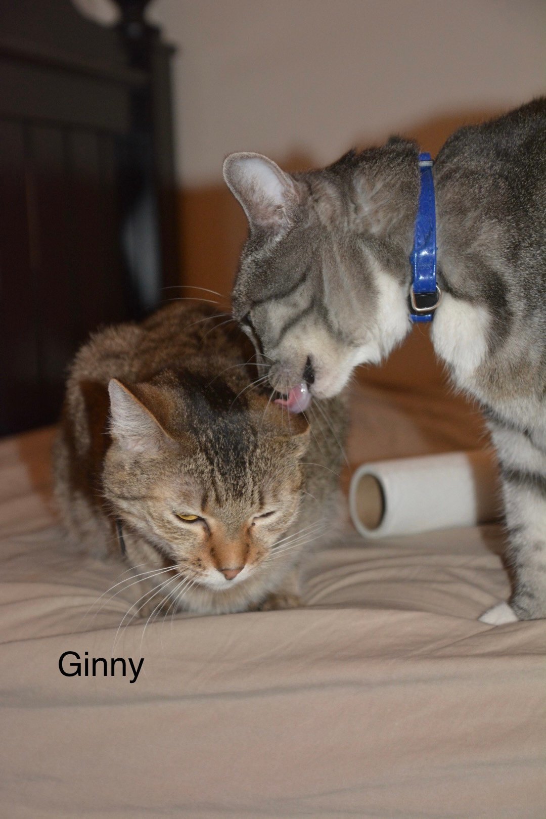 Ginny, an adoptable Domestic Short Hair, Tabby in Ravenswood, WV, 26164 | Photo Image 2