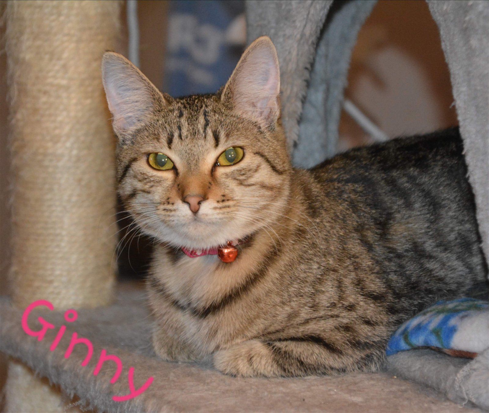 Ginny, an adoptable Domestic Short Hair, Tabby in Ravenswood, WV, 26164 | Photo Image 3