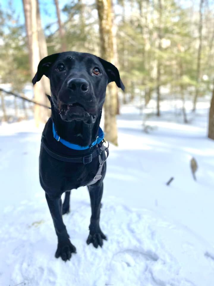 Beau *HERE IN NH*, an adoptable Labrador Retriever Mix in Northwood, NH_image-2