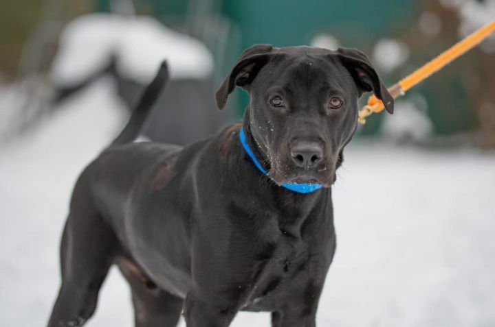 Beau *HERE IN NH*, an adoptable Labrador Retriever Mix in Northwood, NH_image-5