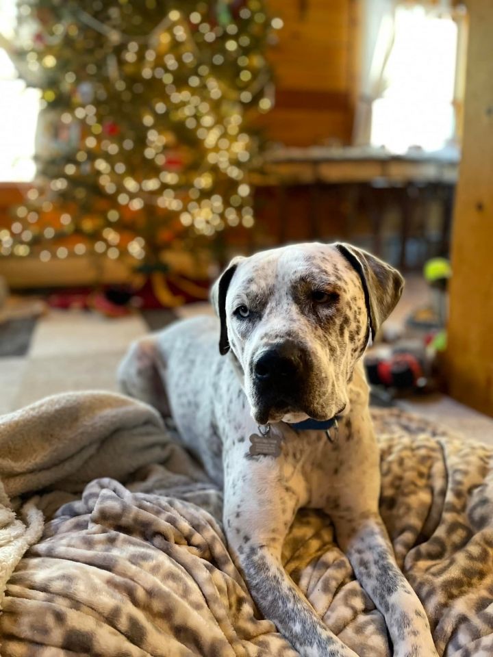 Oden *HERE IN NH*, an adopted American Bulldog Mix in Northwood, NH_image-1