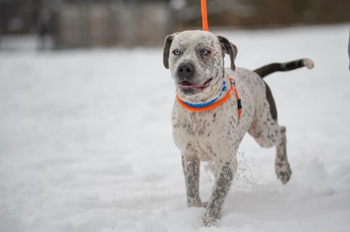 Oden *HERE IN NH*, an adoptable American Bulldog Mix in Northwood, NH_image-5