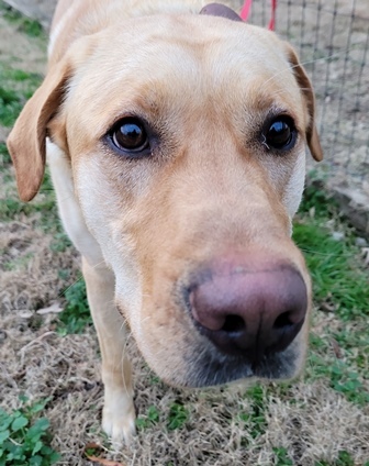 Bo #37, an adoptable Yellow Labrador Retriever in Killingworth, CT, 06419 | Photo Image 1