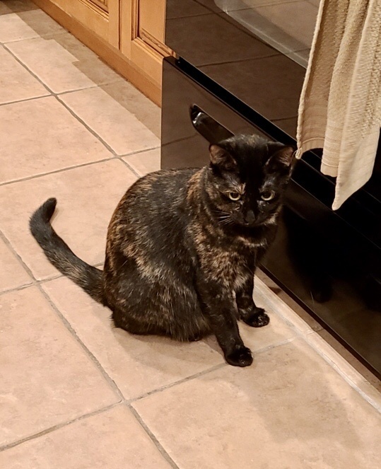 Cinnamon, an adopted Tortoiseshell & Domestic Short Hair Mix in Mission Viejo, CA_image-2