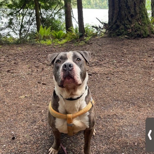 Ramen- fun boy looking for love, an adoptable Pit Bull Terrier in Ferndale, WA, 98248 | Photo Image 3