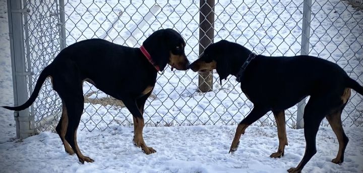 Raevyn and Sunny, an adoptable Coonhound in Ridgway, CO_image-2