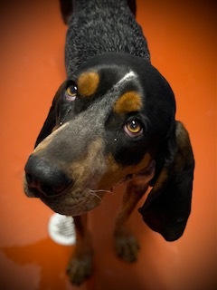 Trigger, an adopted Bluetick Coonhound in Ridgway, CO_image-1
