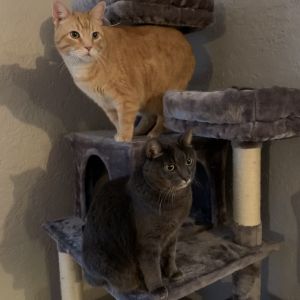 Chloe and Cisco - pending adoption