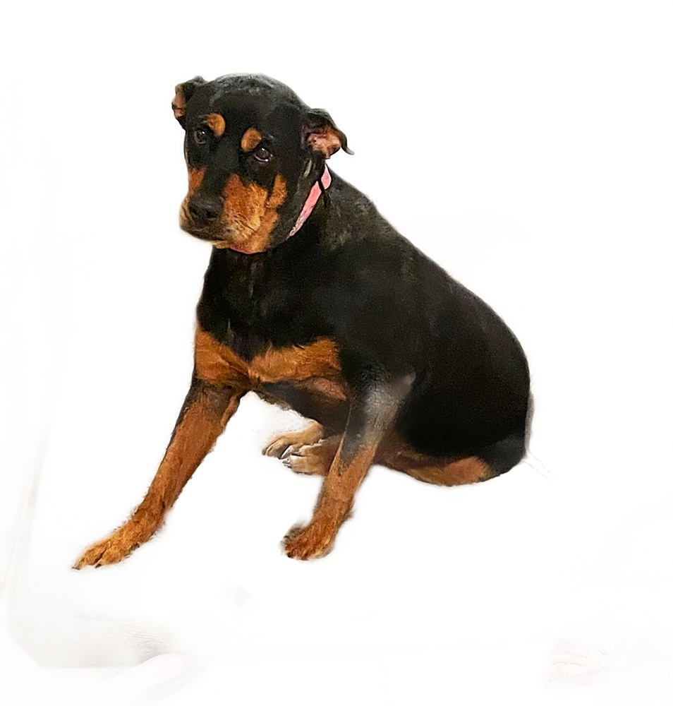 Diamond, an adoptable Rottweiler in Gilbert, AZ, 85296 | Photo Image 1