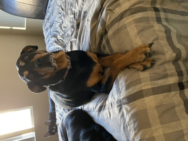 Diamond, an adoptable Rottweiler in Gilbert, AZ, 85296 | Photo Image 4