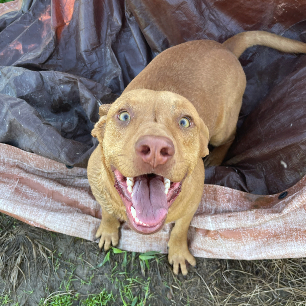 Richard (adoption fee reduced due to time at rescue), an adoptable Mixed Breed, Labrador Retriever in Sharon, VT, 05065 | Photo Image 4