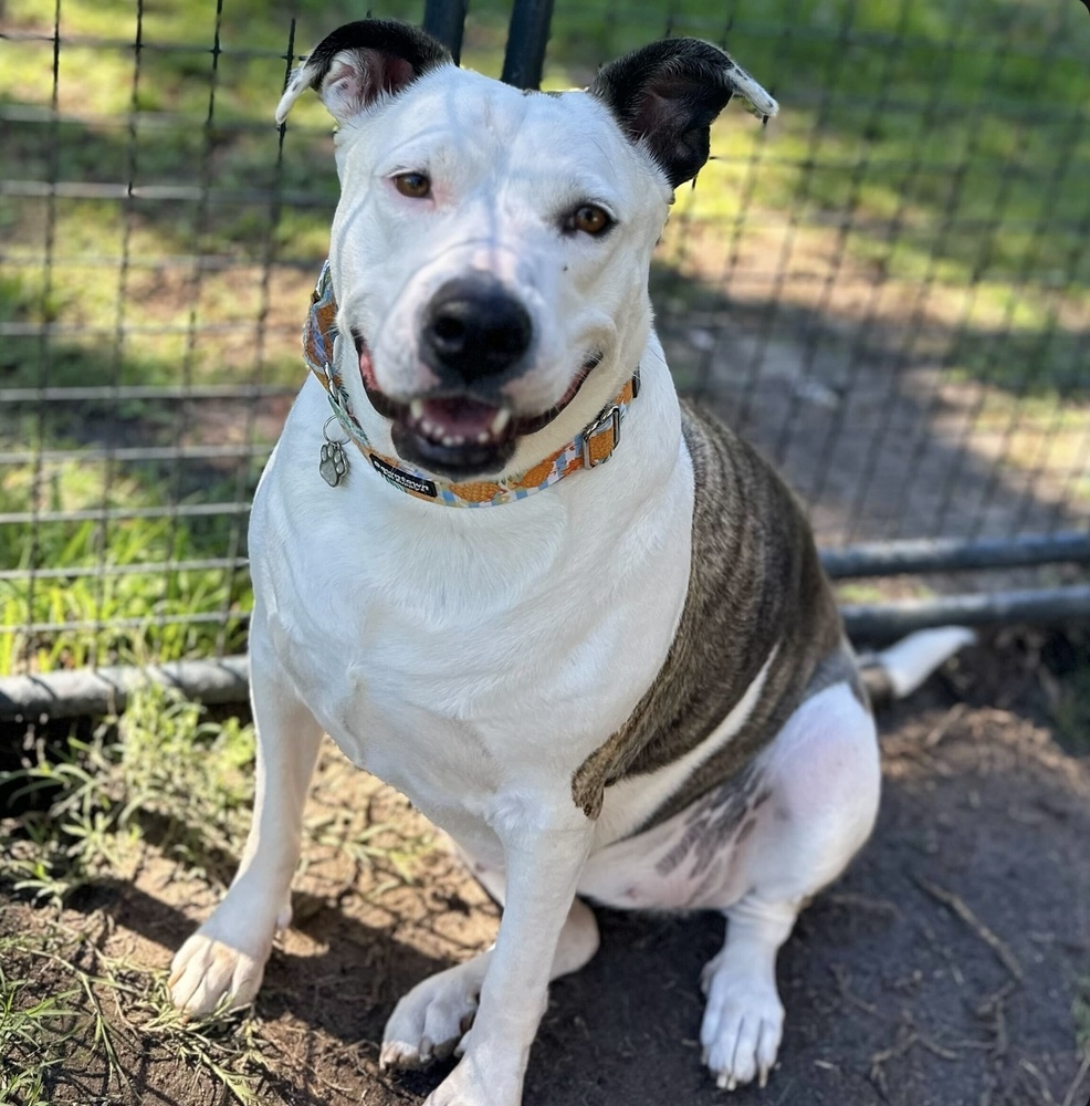 Sadie, an adoptable Mixed Breed in Lakeland, FL, 33813 | Photo Image 4