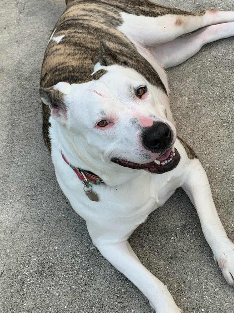 Sadie, an adoptable Mixed Breed in Lakeland, FL, 33813 | Photo Image 3