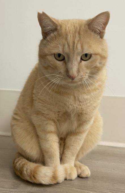 Kujo, an adoptable Domestic Short Hair in Sandy, UT, 84070 | Photo Image 1