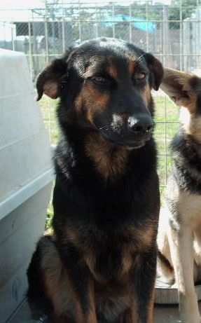 Briana, an adoptable German Shepherd Dog in Floresville, TX, 78114 | Photo Image 2