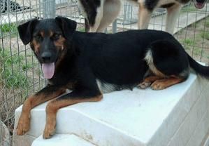 Briana, an adoptable German Shepherd Dog in Floresville, TX, 78114 | Photo Image 1