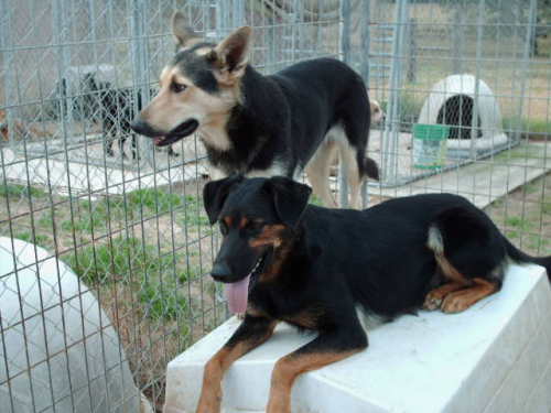 Briana, an adoptable German Shepherd Dog in Floresville, TX, 78114 | Photo Image 3
