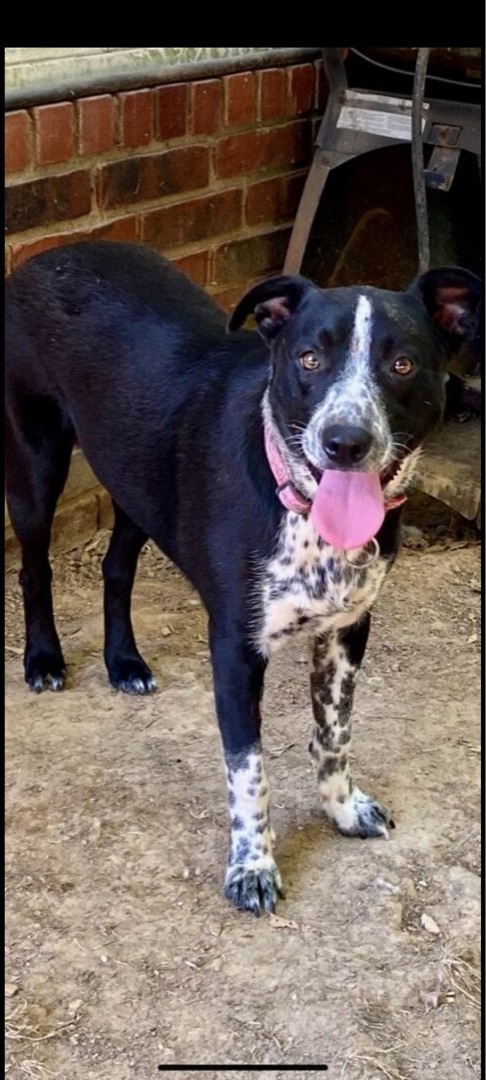 River, an adoptable Border Collie, Mixed Breed in Paragould, AR, 72450 | Photo Image 1