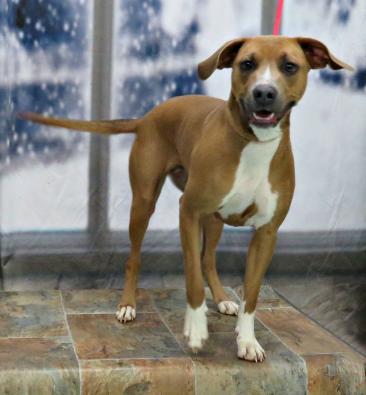 Brie, an adoptable Labrador Retriever & Pit Bull Terrier Mix in Lexington, VA_image-1