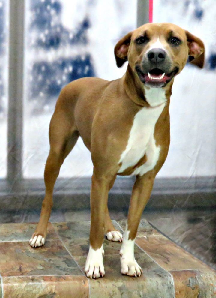 Brie, an adoptable Labrador Retriever & Pit Bull Terrier Mix in Lexington, VA_image-3