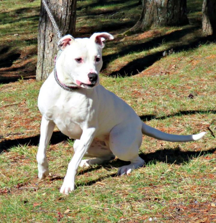 Luna, an adoptable Pit Bull Terrier in Lexington, VA_image-1