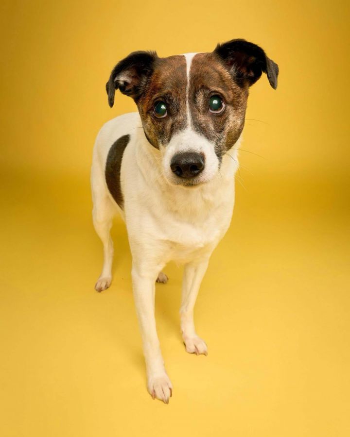 Dog For Adoption Zoe A Spaniel Terrier Mix In Torrington Ct Petfinder