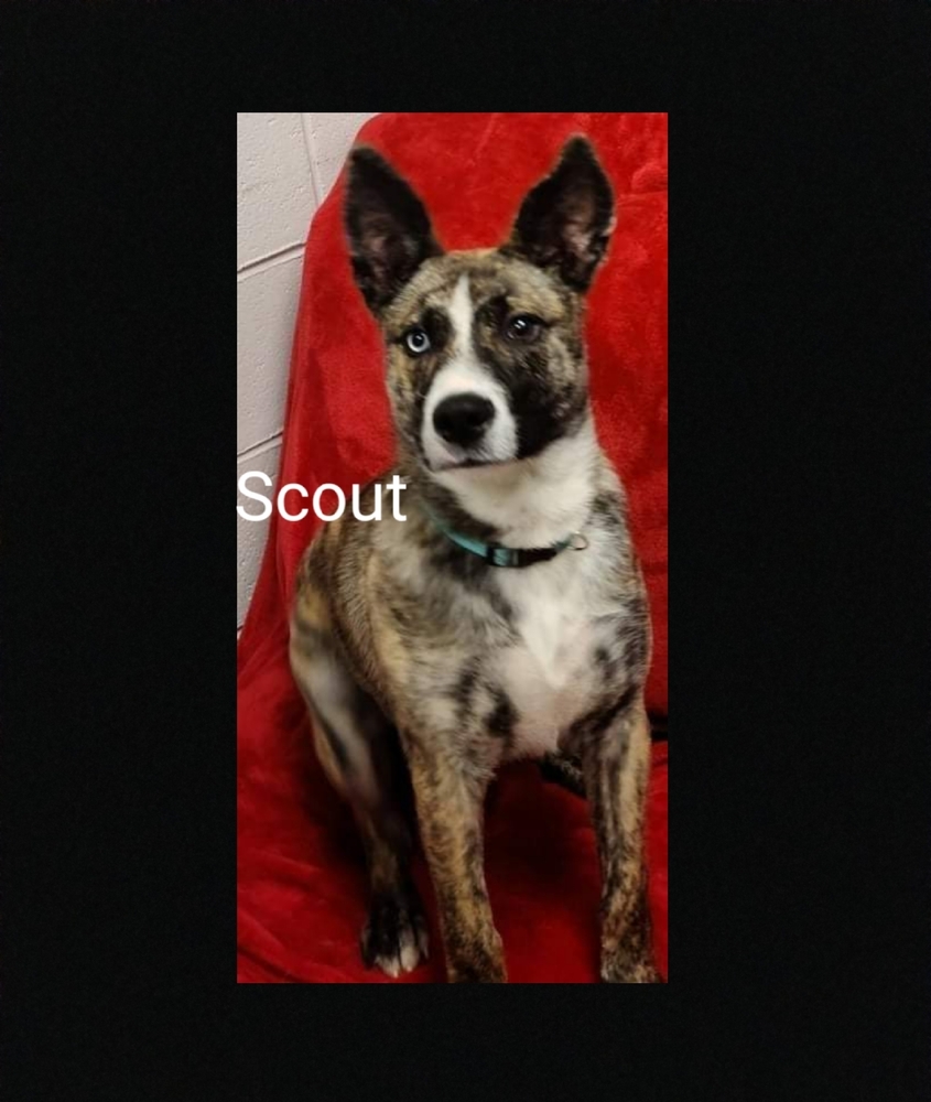 Scout