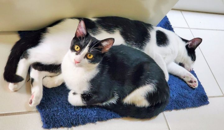 Mochee and Miso, an adoptable Domestic Short Hair in Mission Viejo, CA_image-2