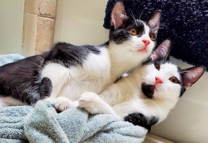 Mochee and Miso, an adoptable Domestic Short Hair in Mission Viejo, CA_image-5