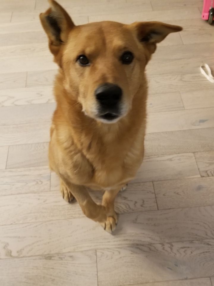 Buddy, an adoptable Mixed Breed in Saskatoon, SK_image-1