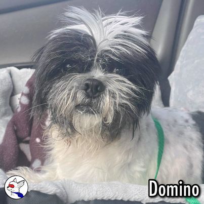 Domino, an adoptable Shih Tzu in Glendora, CA_image-3