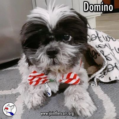 Domino, an adoptable Shih Tzu in Glendora, CA_image-4