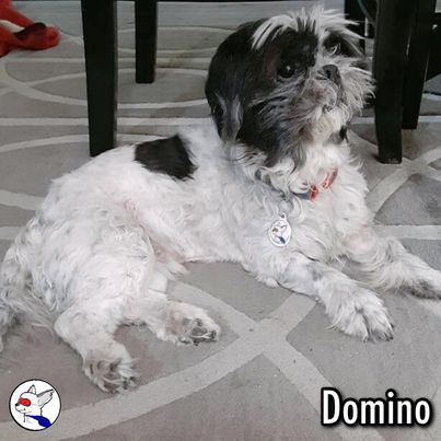 Domino, an adoptable Shih Tzu in Glendora, CA_image-5