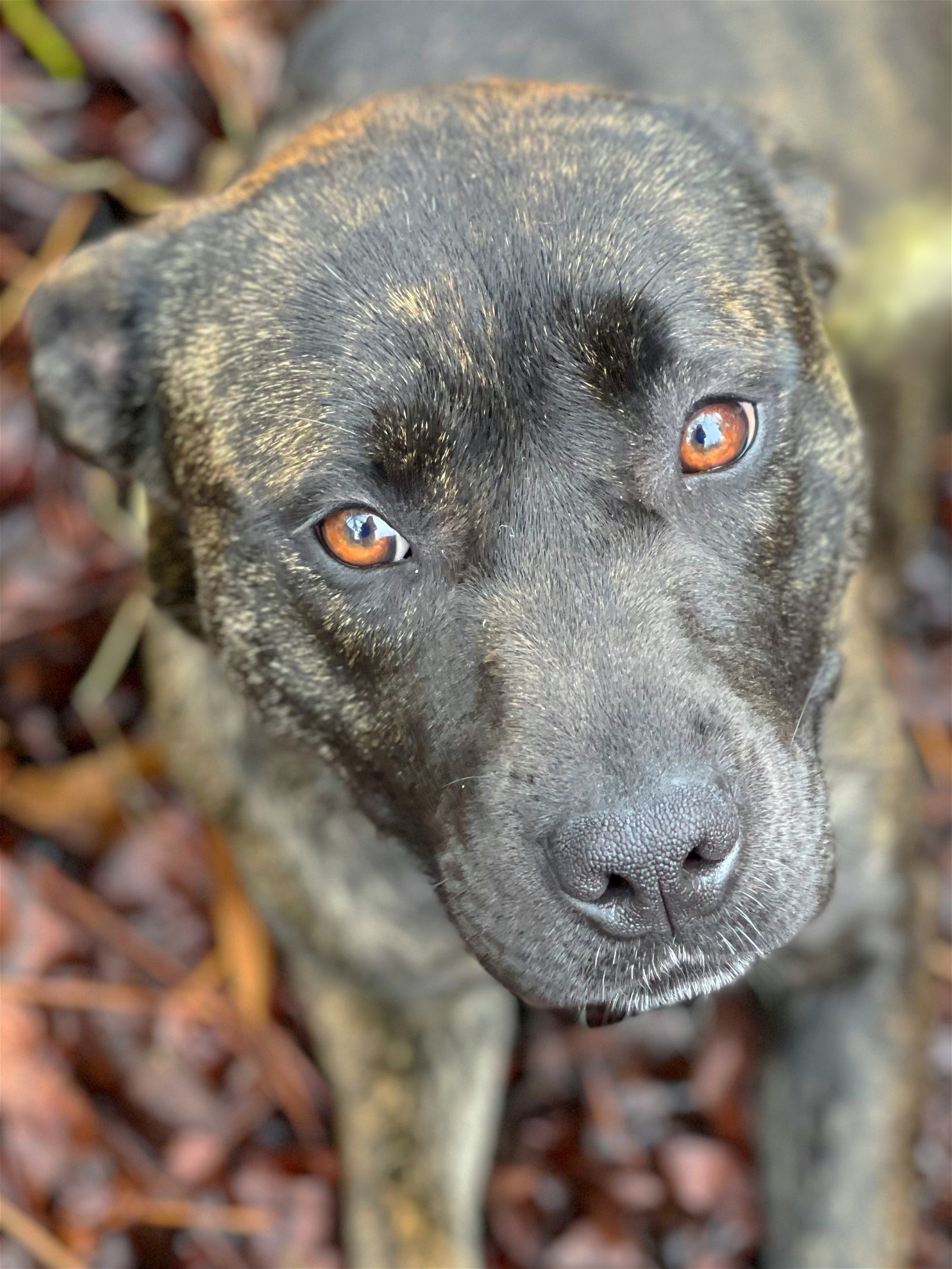 Honey, an adoptable Pit Bull Terrier in Social Circle, GA, 30025 | Photo Image 2