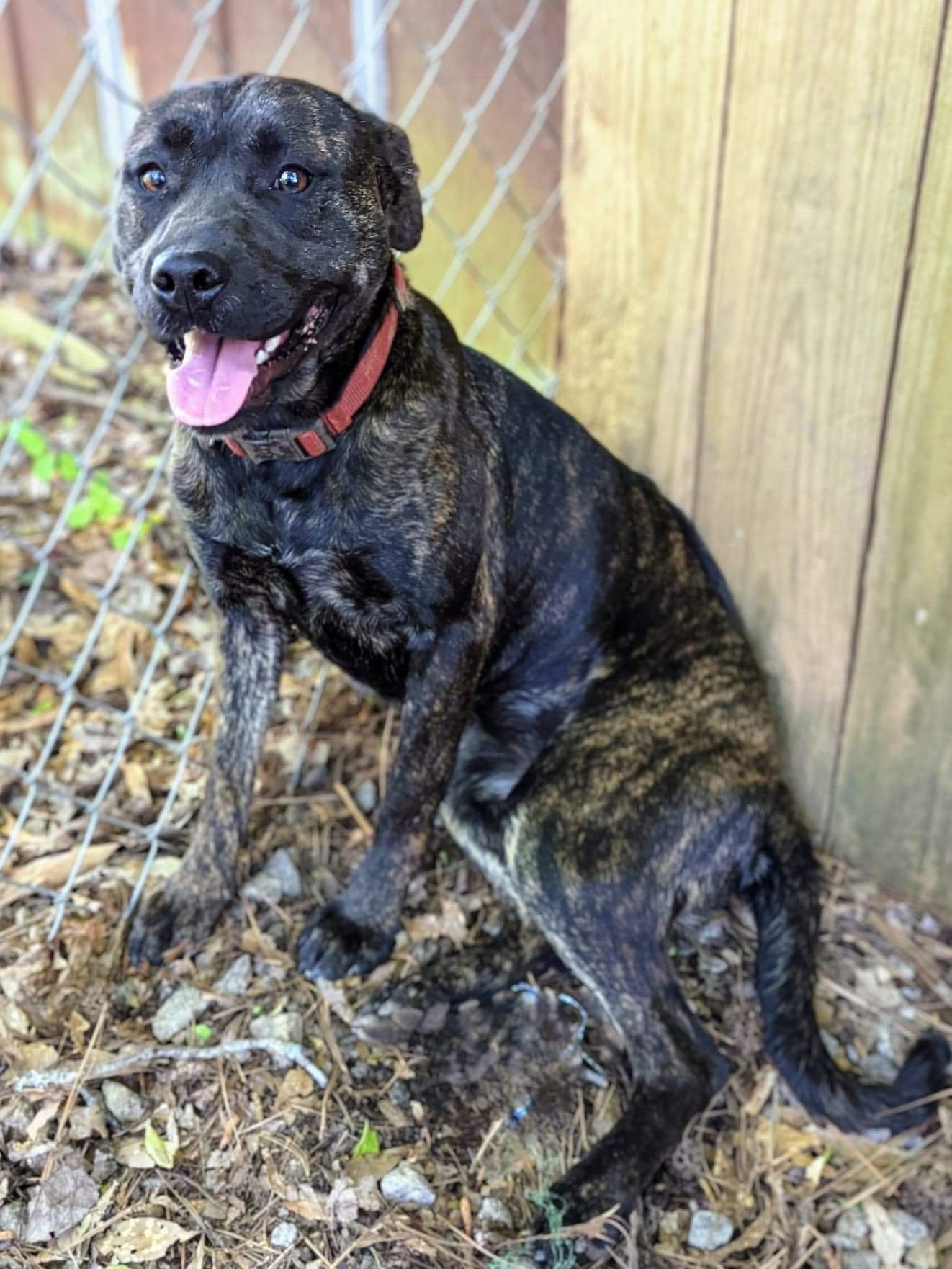 Honey, an adoptable Pit Bull Terrier in Social Circle, GA, 30025 | Photo Image 3